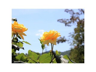 Apartment Ičići  23