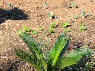 Apartment Okrug Gornji  7