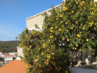 Apartment Zavalatica  7