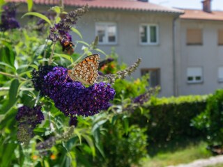 Apartment Rab (Stadt)  13