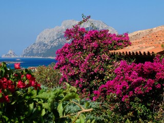 Appartamento per vacanze Porto San Paolo Caratteristiche 18