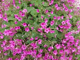 Apartment Povljana  10