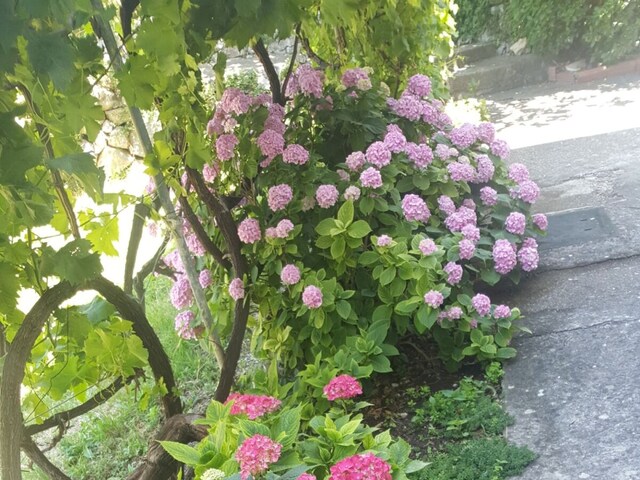 Apartment Gradac 3