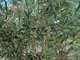 Apartment Hvar (Stadt)  7