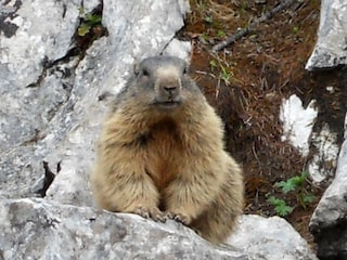Murmeltiere (Mankeis) treffen Sie auf Wanderungen.