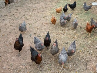 Der private Weinberg der Villa bietet eine Auswahl an e