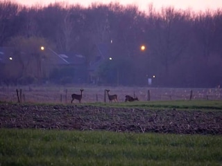 Ferienhaus Winssen Umgebung 21