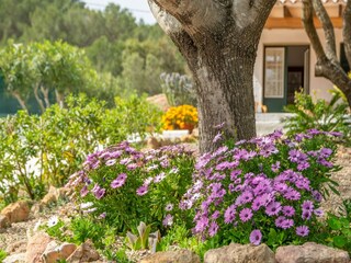 Villa Arenal d'en Castell  46