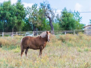 Villa Llubi Ambiente 30