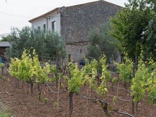 Villa Llubi Buitenaudio-opname 8