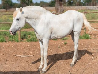 Villa Llubi Environment 32