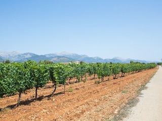 Villa Binissalem  52