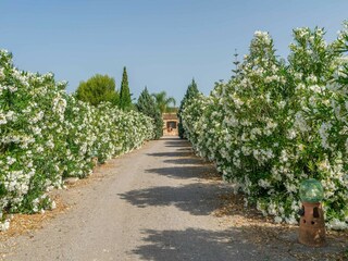 Villa Vilafranca de Bonany Omgeving 38