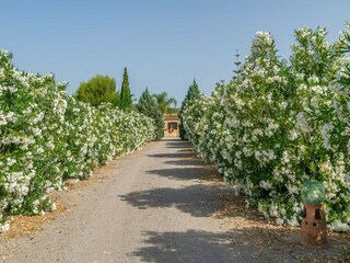 Villa Vilafranca de Bonany Ambiente 42