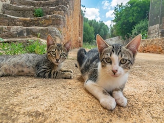Casa per le vacanze Porreres  40