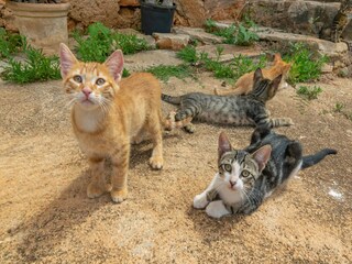 Ferienhaus Porreres  41