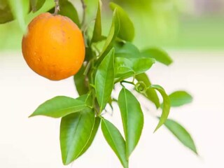 Appartamento Llubi  31