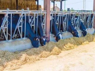 Vakantiehuis Campos Omgeving 23