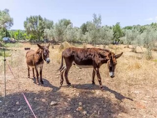 Appartement Costitx Omgeving 22