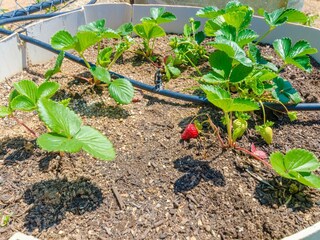 Villa Manacor Outdoor Recording 7