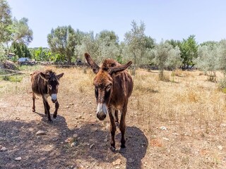 Apartment Costitx  12