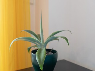 Apartment Manilva Outdoor Recording 30