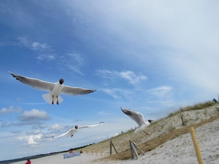 Langer weißer Sandstrand