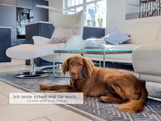 2 Hunde willkommen