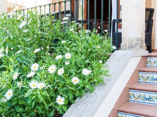 Maison de vacances Can Picafort  20