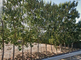 Villa Sa Pobla Entorno 8