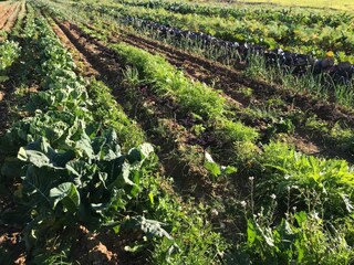 Villa Sa Pobla Omgeving 11