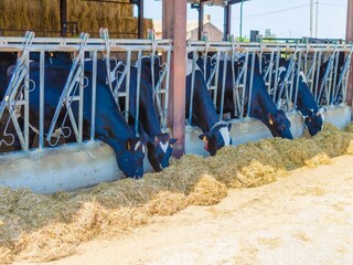 Holiday house Campos  39