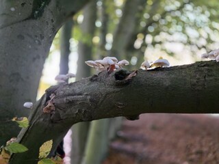 Pilze finden in Schmacht