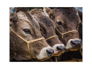 Unser schönes Allgäu