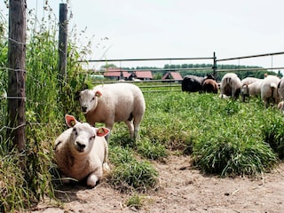 Holiday park Wemeldinge  38