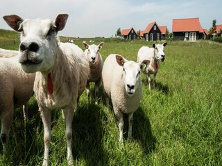 Ferienpark Wemeldinge  40