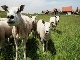 Ferienpark Wemeldinge Umgebung 25