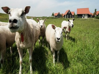 Vakantiepark Wemeldinge Omgeving 33