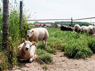 Ferienpark Wemeldinge  40