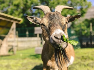 Streicheltiere in der Nähe