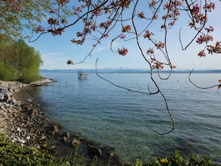 Bodensee und schweizer Alpen