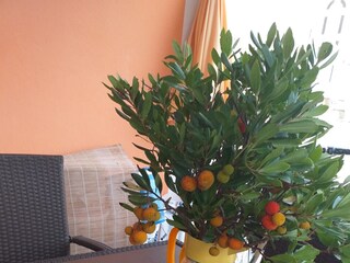 Apartment Povljana  18