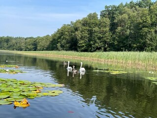 Maison de vacances Lindow (Mark) Environnement 19