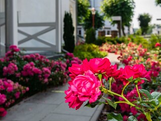 Liebevoll angelegter Garten