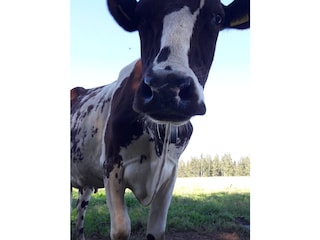 Wiesenbewohner Kalterherberg