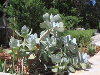 Apartment Zastražišće  18