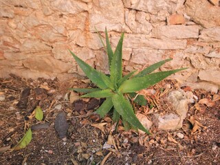 Holiday house Veli Losinj  6