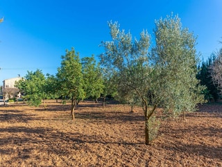 Villa Lloseta Environment 56