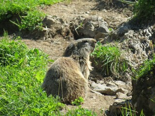 Im Land der Murmeltiere