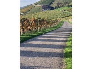 Weinberge in der Nähe